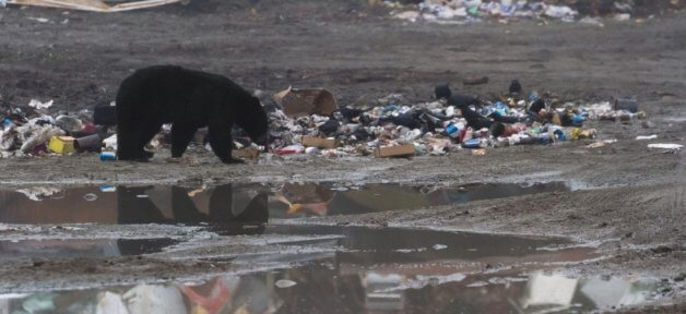 bear in garbage