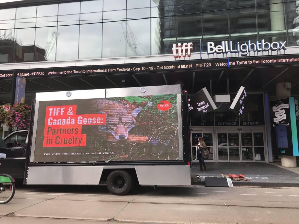 Toronto film festival