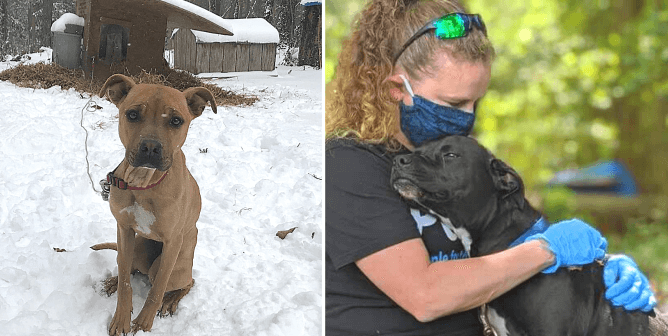 Dogs outside in winter, summer