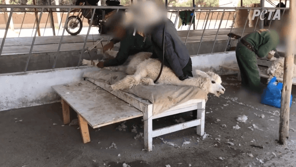An alpaca is tied down to a board, crying out for help as a worker shears them