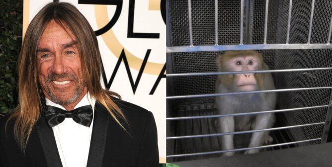 Iggy Pop and monkey in a cage at NIH