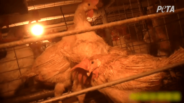 Walmart Supplier Trillium Egg Farm