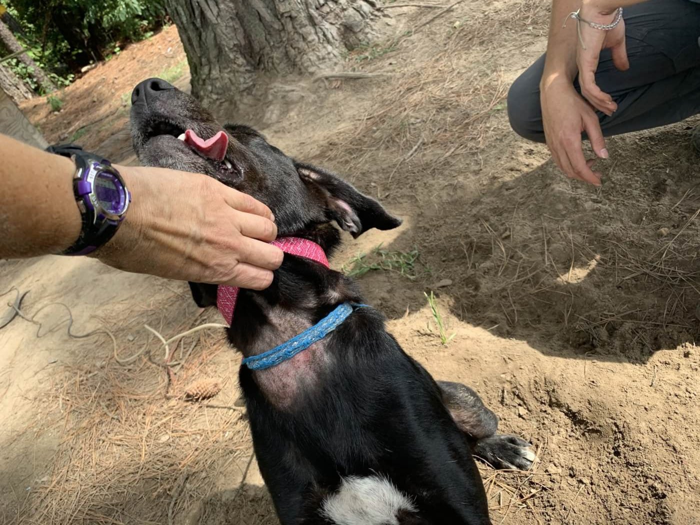black dog with a neck wound