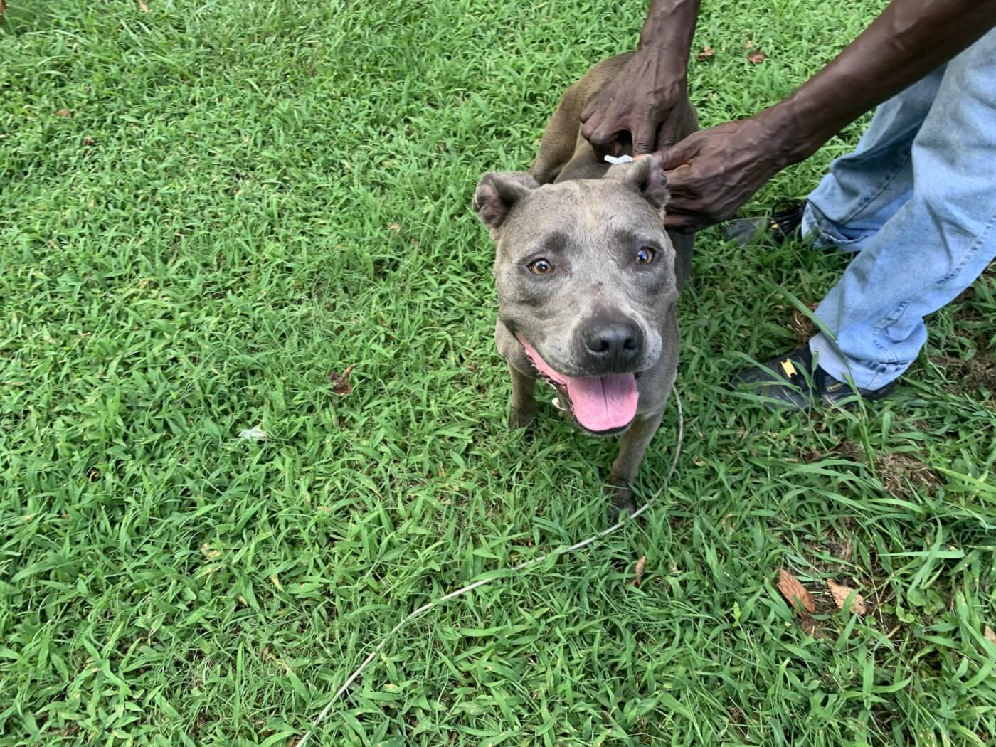 Brown pit bull in grass looking happy while being pet