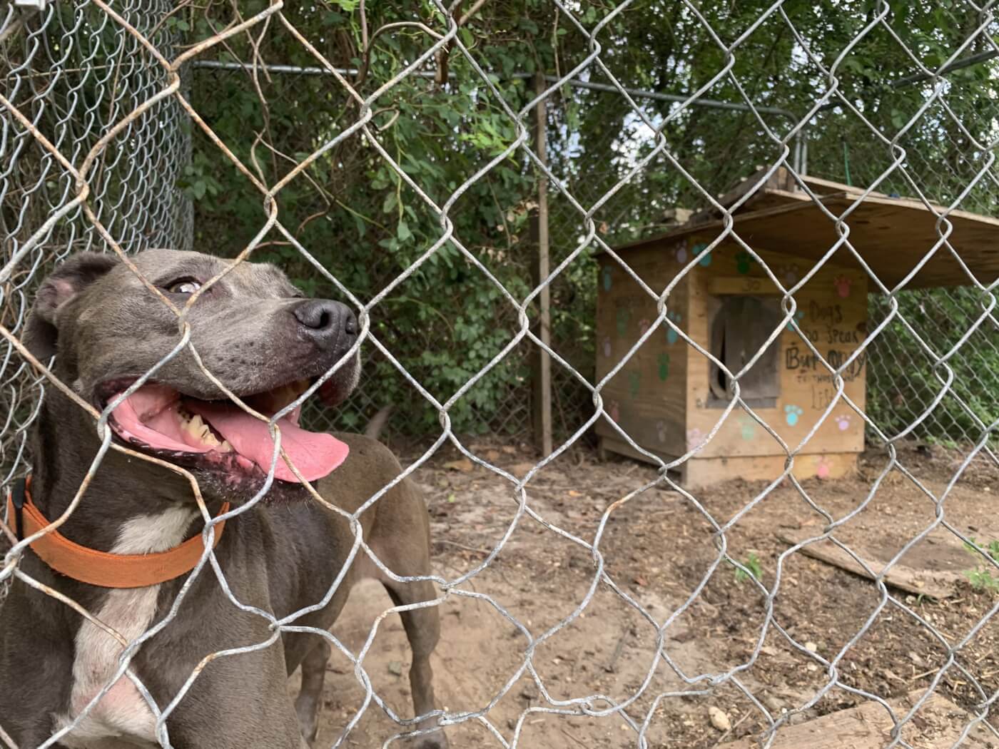 brown pit bull dog behind a fence