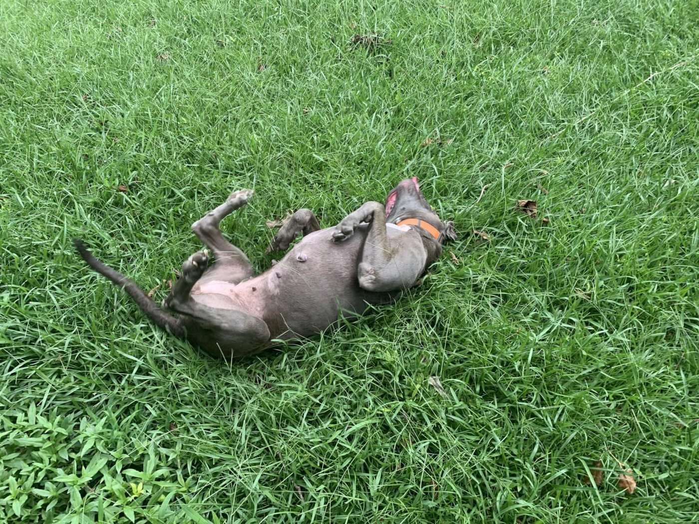 brown pit bull rolling around in the green grass