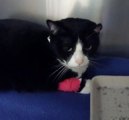 Rescued cat Oreo with bandaged paw