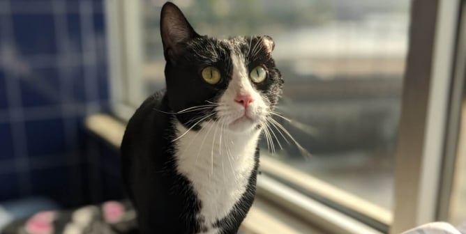 Rescued adoptable cat Oeo