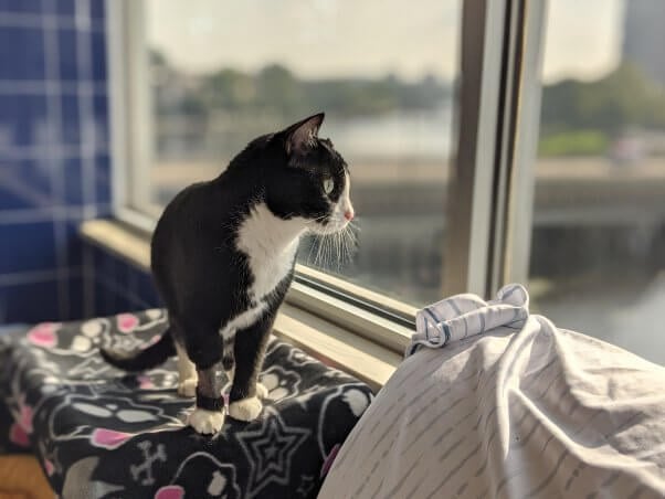 Rescued cat Oreo looking out window