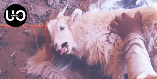 A goat screaming in pain and fear from being used for cashmere