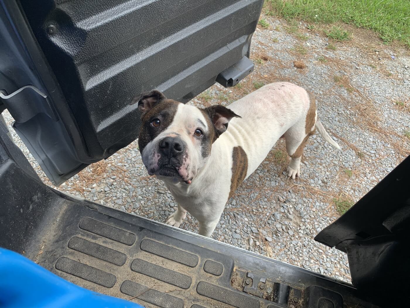 Brown and White pit bull dog looking up