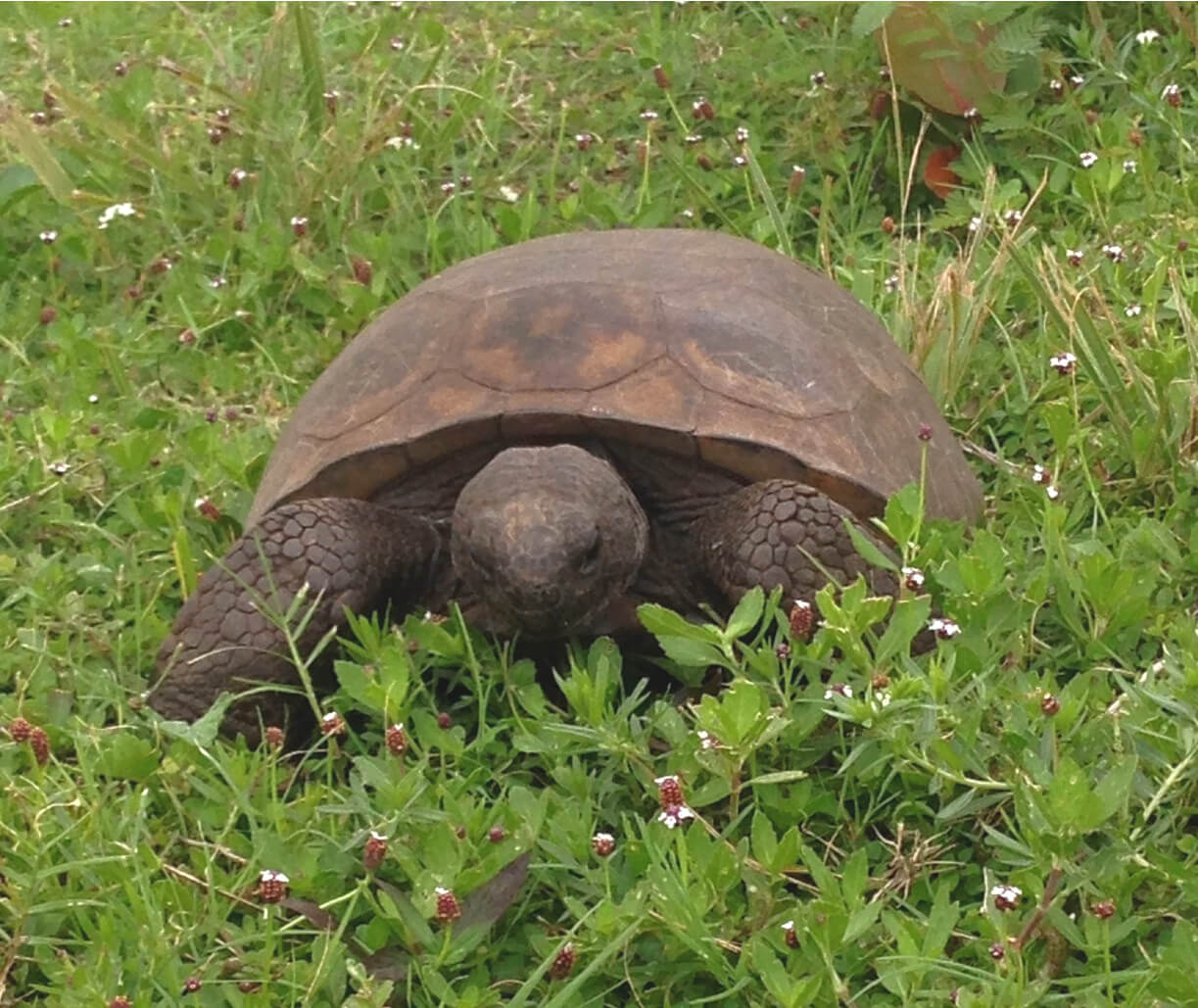 brown turtle on green grass