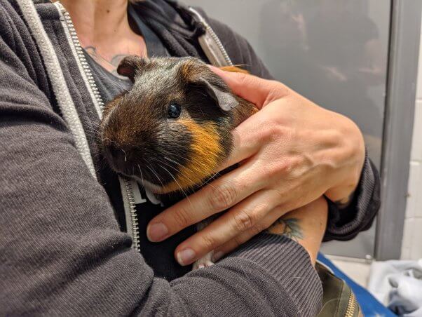 Tyrone the guinea pig in fieldworker's arms