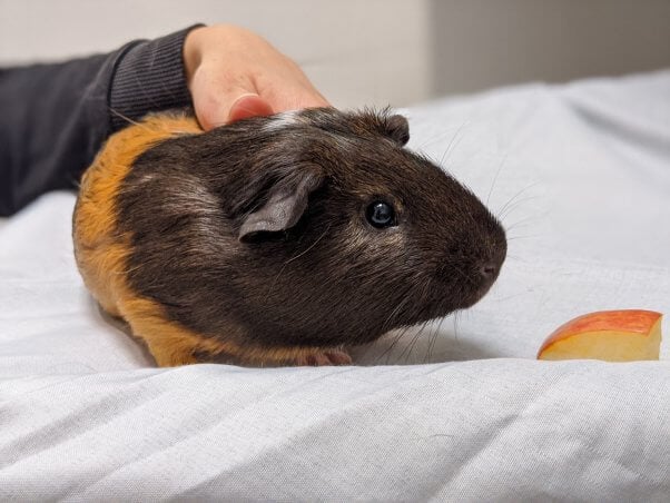 Tyrone on a blanket with a piece of apple