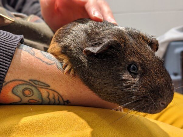 Guinea pig Tyrone sitting with PETA member