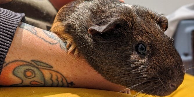 Guinea pig Tyrone sitting with PETA member