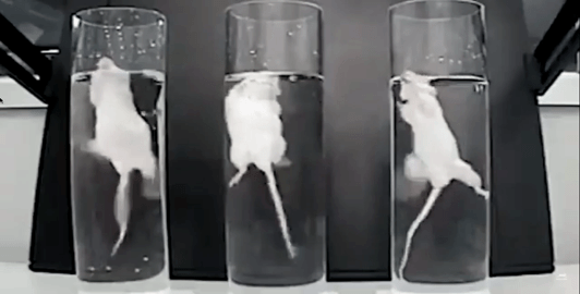 photo of mice in forced swim test