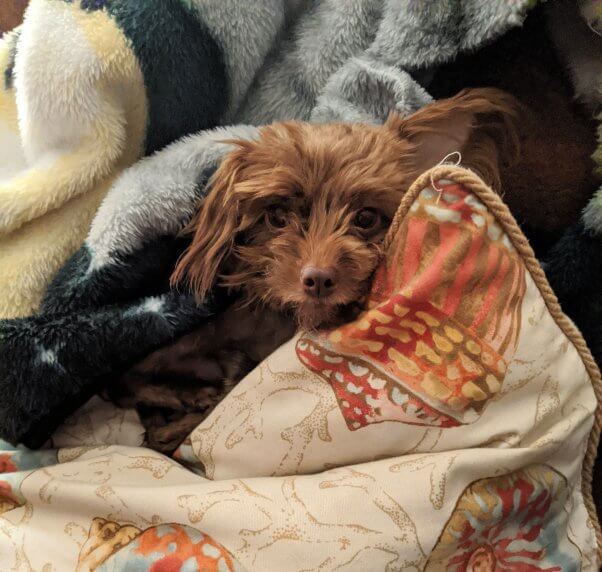 Rescued Yorkshire terrier Wiley snuggling up with a pillow