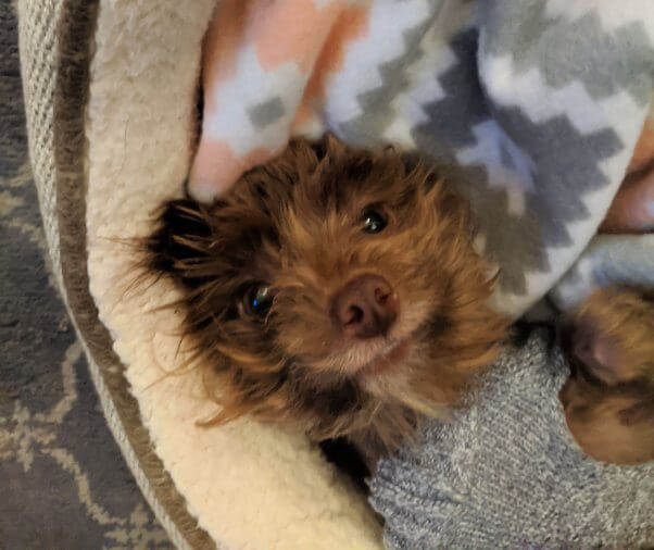 Rescued dog Wiley wearing a sweater and lying on blanket