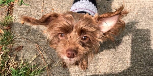 Wiley, an adoptable dog rescued by PETA