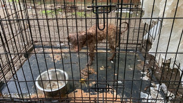 Wiley the Yorkshire terrier before PETA rescue