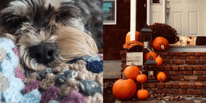 animal safe halloween decor