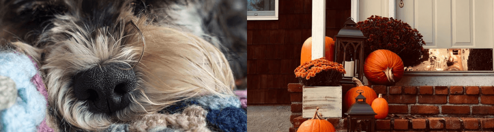 animal safe halloween decor