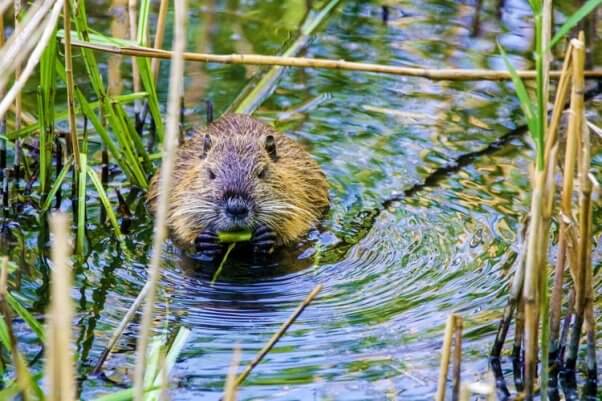 Beaver chews on reeds in the water