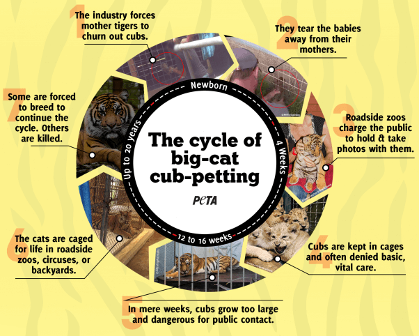 big cat cub petting cycle