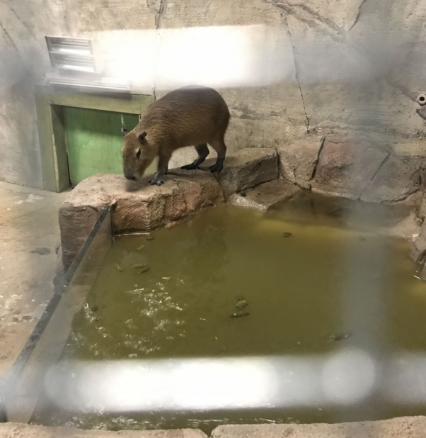 capybara at SeaQuest aquarium