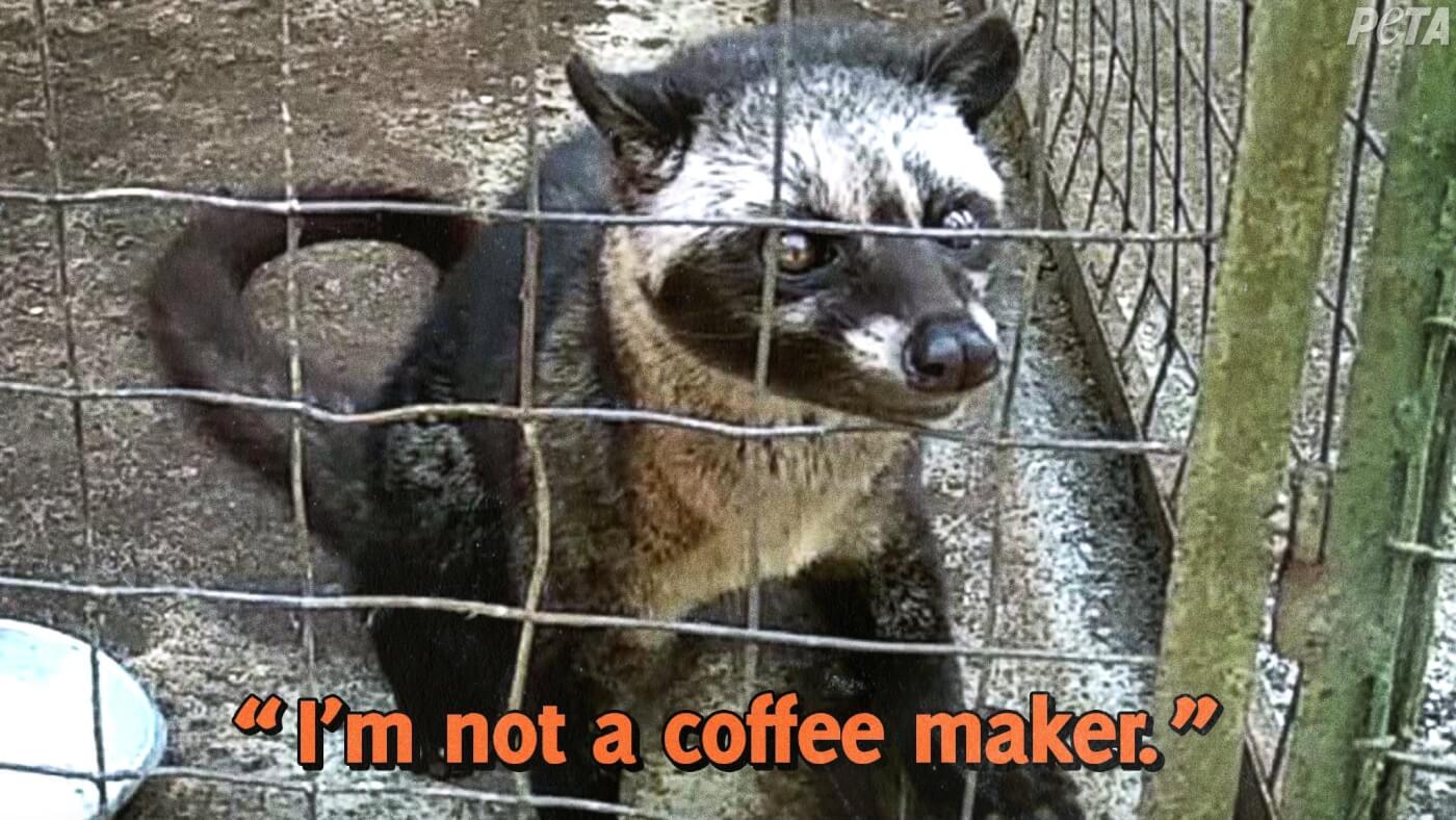 Civet cat with "I