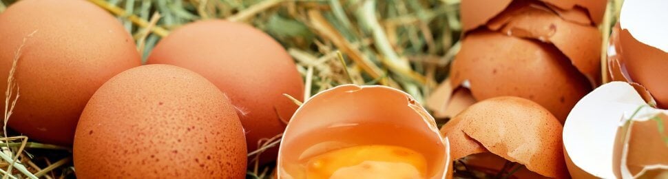 eggs