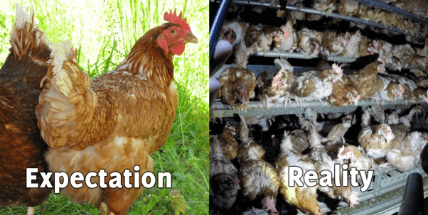 Cage free egg farm (right), hens in grass (left)