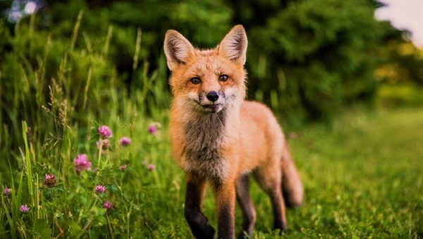 Urge RUDSAK to Go Fur-Free!