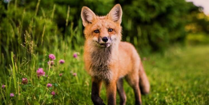 Fox walks in green grass with purple flowers