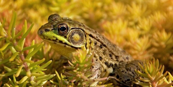 Spotted frog sits in yellow aquatic plant