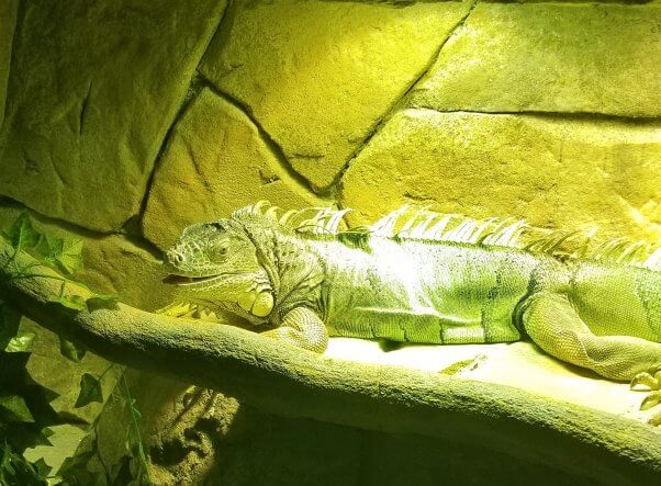 iguana in an enclosure at a SeaQuest aquarium