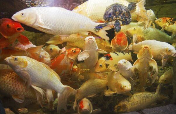 koi at a seaquest aquarium