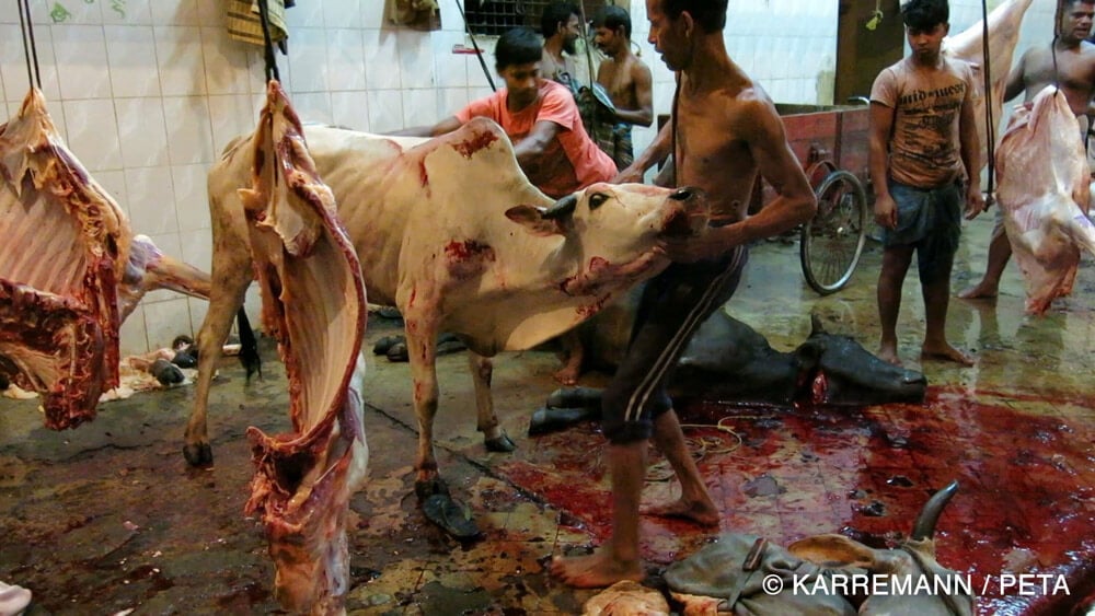 Louis Vuitton: Using Animal Skins Is Not Humane