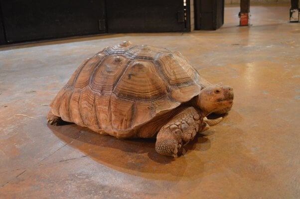 tortoise at a seaquest aquarium