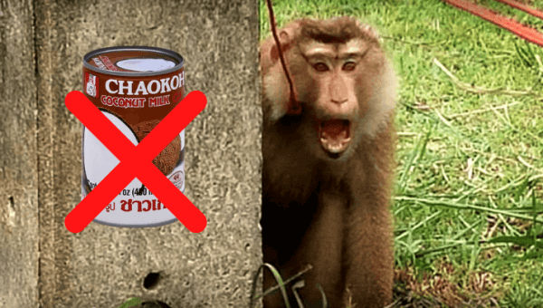 Urge 99 Ranch Market to Stop Selling Coconut Milk That Hurts Monkeys