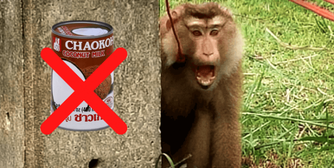Chaokoh coconut milk x-ed out and monkey used for coconut labor