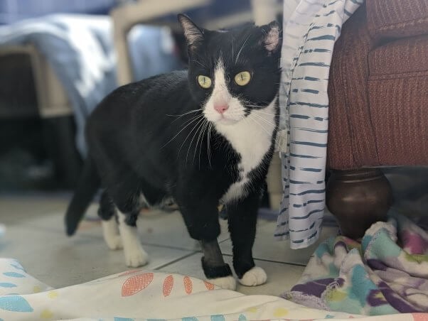 Adoptable cat Oreo