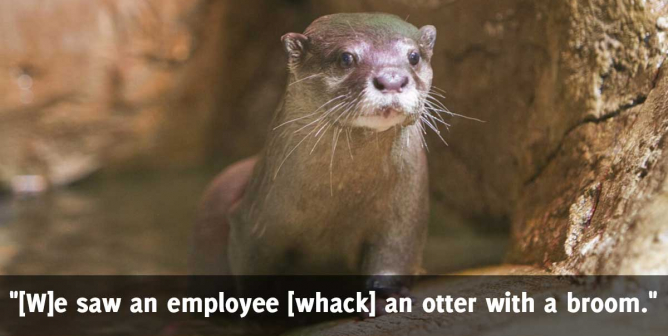 an otter at a SeaQuest aquarium