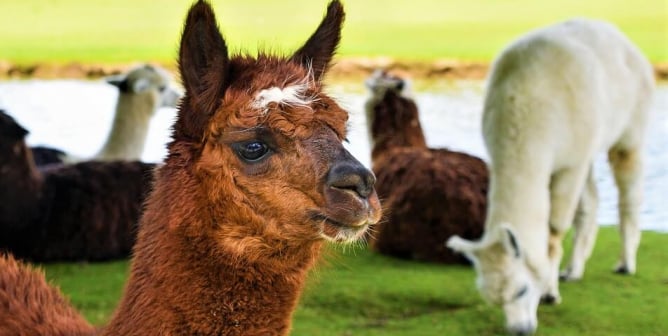 Brown alpaca with herd in background