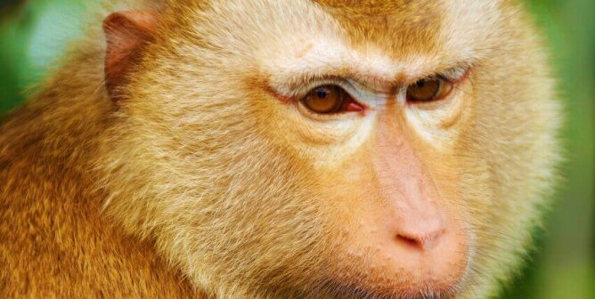 Pig-Tailed Macaque with blurry green background