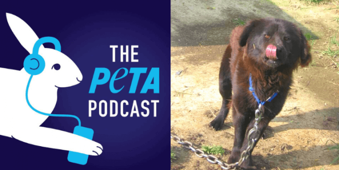 Edith (right), PETA podcast log (Left)