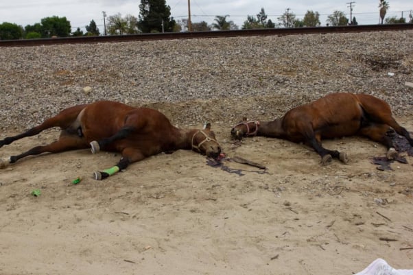 horses killed San Gabriel Valley Bike Trail