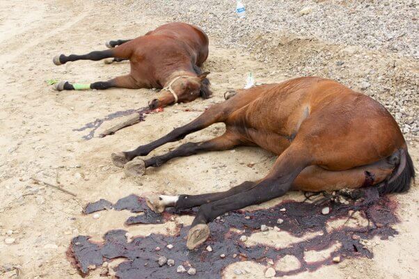 horses killed San Gabriel Valley Bike Trail