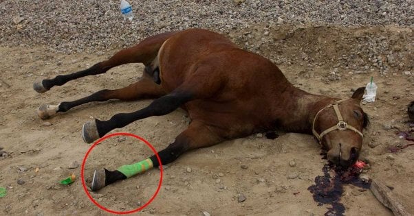 horses killed San Gabriel Valley Bike Trail